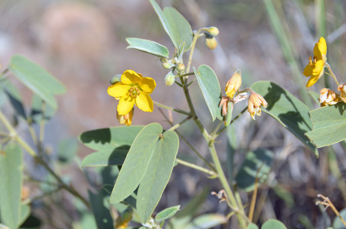 Twinleaf Senna has green or grayish-green leaves that are covered with soft hairs (tomentose). The twin oblong leaflets which sets it apart from Coves' Cassia, Senna covesii. Senna bauhinioides Twinleaf Senna has green or grayish-green leaves that are covered with soft hairs (tomentose). The twin oblong leaflets which sets it apart from Coves' Cassia, Senna covesii. Senna bauhinioides
